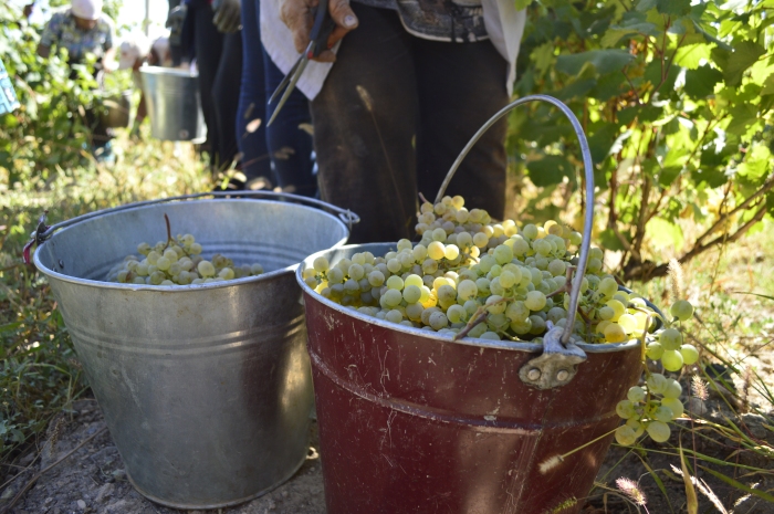 after a while, the bigger bunches of grapes feel heavy when you pick them off the vine, but that weight gives such a satisfying feeling to filling up the metal pails